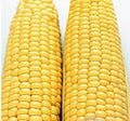 Sugar Buns, (F1) Corn Seed