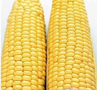 Sugar Buns, (F1) Corn Seed