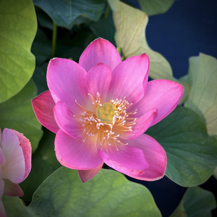 2024 Sugar Sweet Lotus (Bare Root) - Play It Koi
