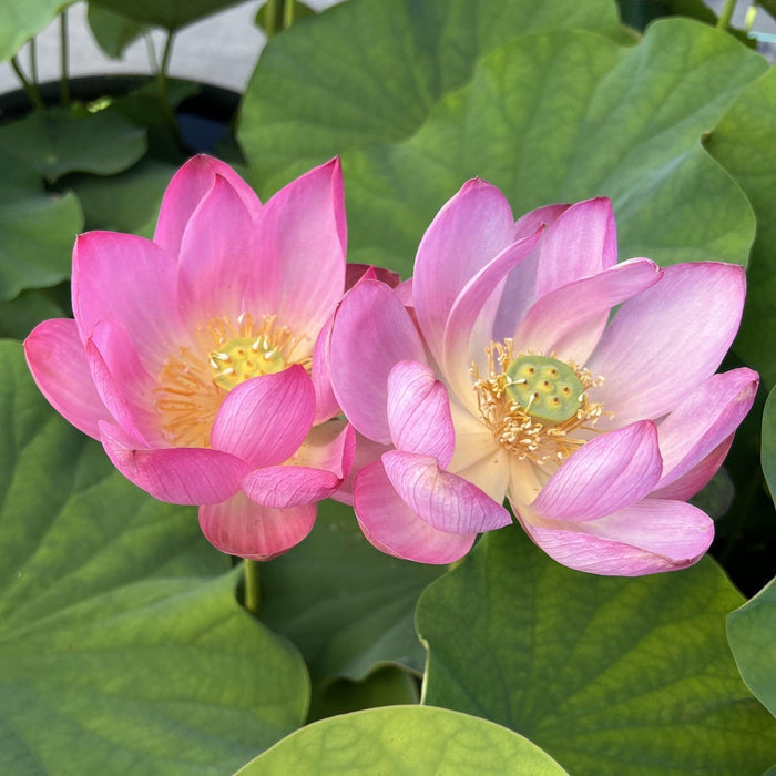 2024 Sugar Sweet Lotus (Bare Root) - Play It Koi