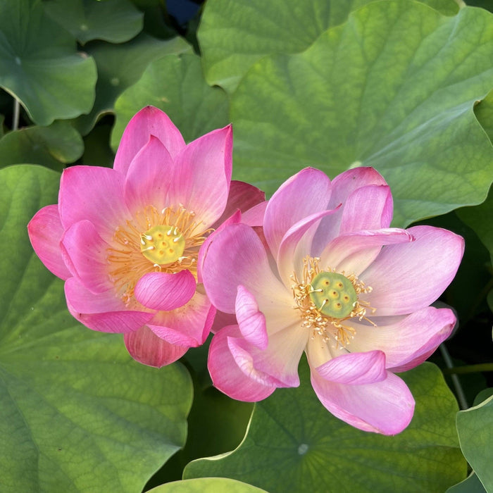 2024 Sugar Sweet Lotus (Bare Root) - Play It Koi
