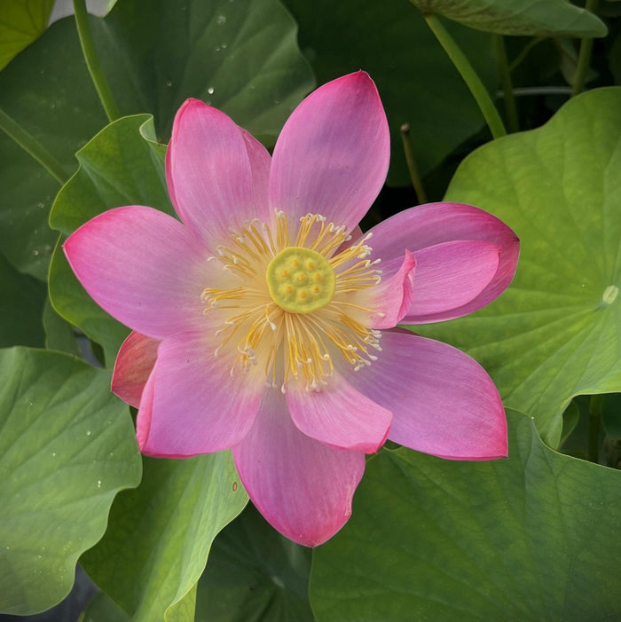 2024 Sugar Sweet Lotus (Bare Root) - Play It Koi