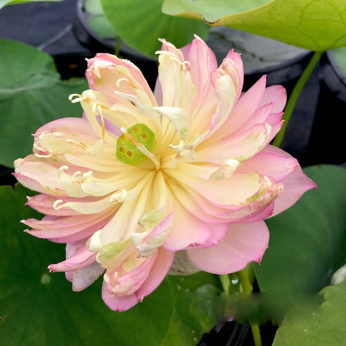 Sunflower Face to the Sun 13 Lotus (Bare Root) - Play It Koi
