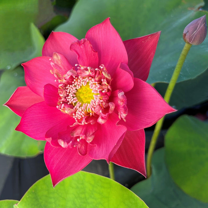 Super Red Lotus 14B (Bare Root) - Play It Koi