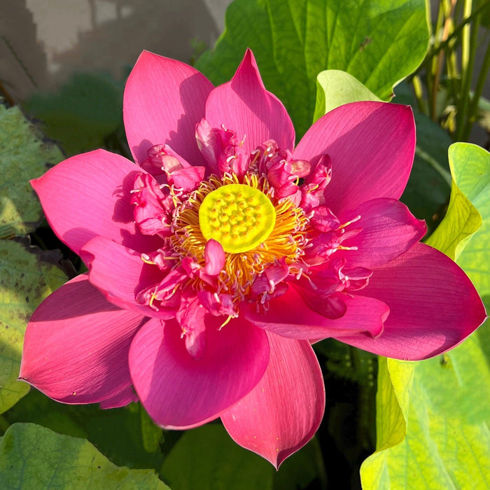Super Red Lotus 14B (Bare Root) - Play It Koi