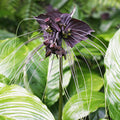Black Bat Flower