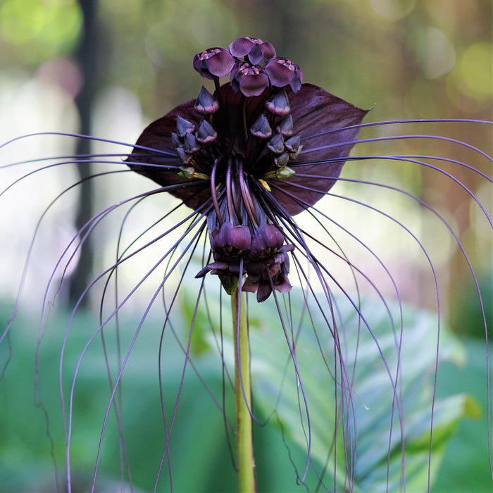 Tacca White Bat Plant