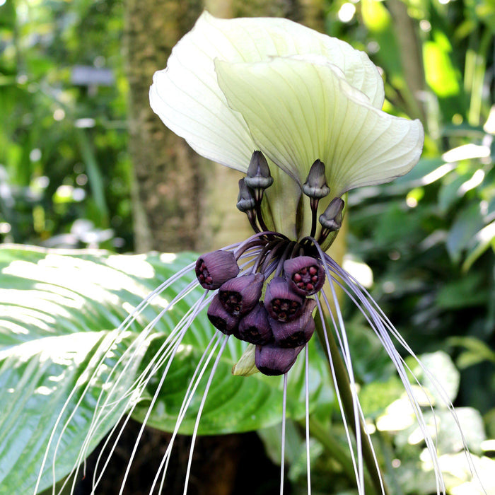 Tacca White Bat Plant