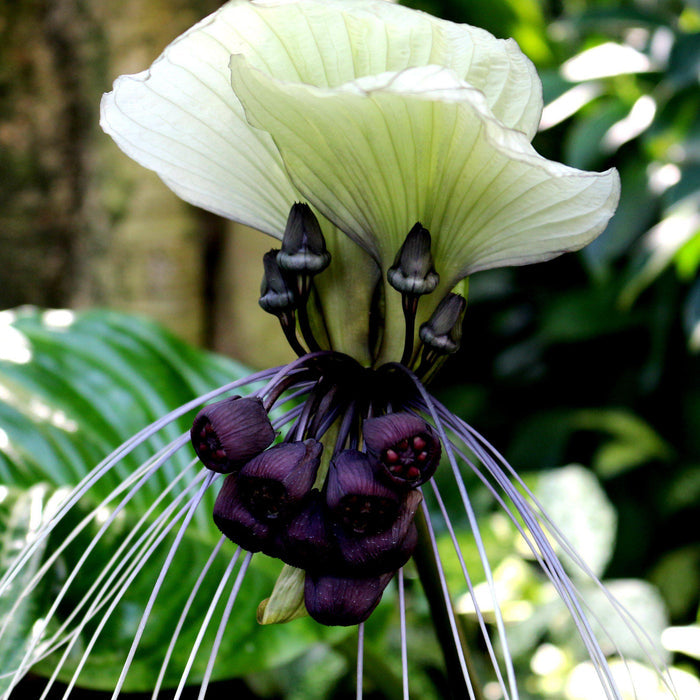 White Bat Plant Flower