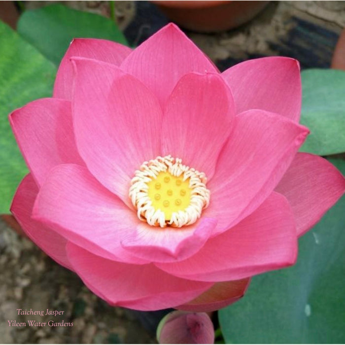 Taicheng Jasper Lotus (Bare Root)