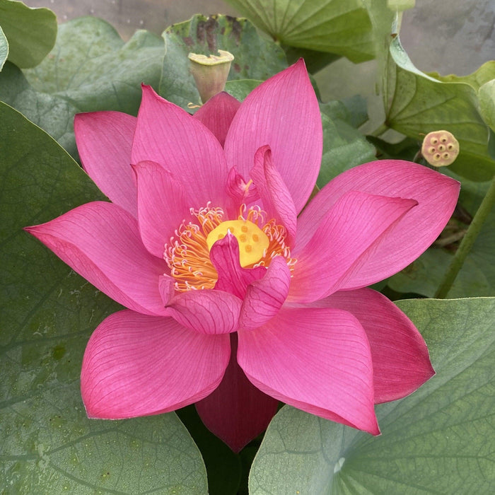 Tender Love Lotus (Bare Root) - Play It Koi