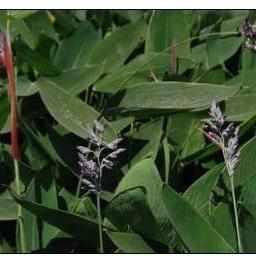 Thalia Dealbata - Hardy Water Canna (Bare Root) - Play It Koi