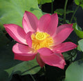 The President Lotus (Bare Root) - Play It Koi