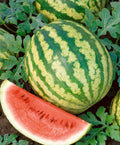 Tiger Doll, (F1) Watermelon Seeds