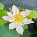 Tiger Feelings Lotus (Bare Root)