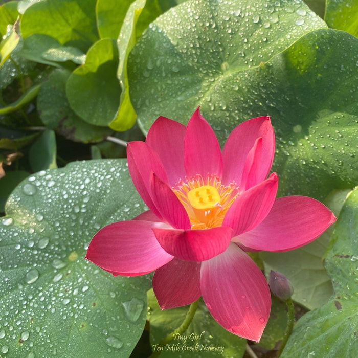 Tiny Girl - Micro Lotus (Bare Root) - Play It Koi