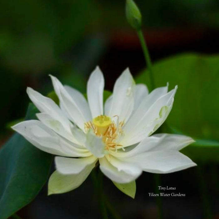 Tiny Lotus MICRO (Bare Root)