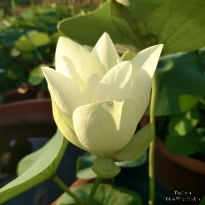 Tiny Lotus MICRO (Bare Root)