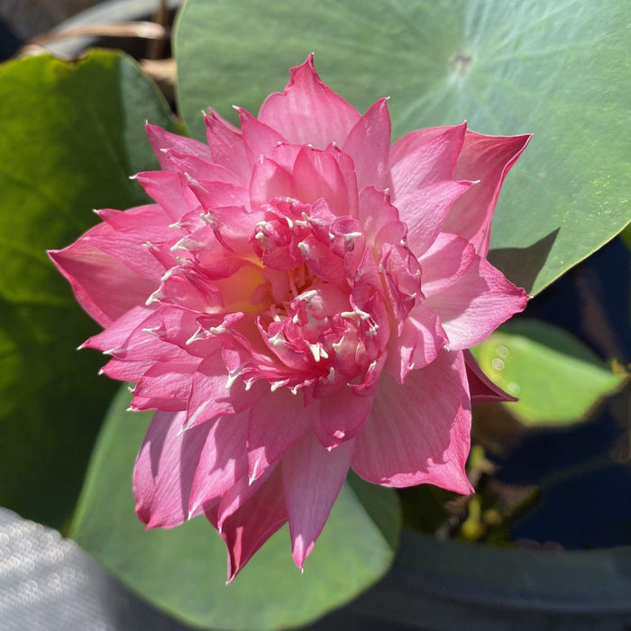 Tiny Red Elf 16 - Tiny Garden Gnome Lotus (Bare Root) - Play It Koi