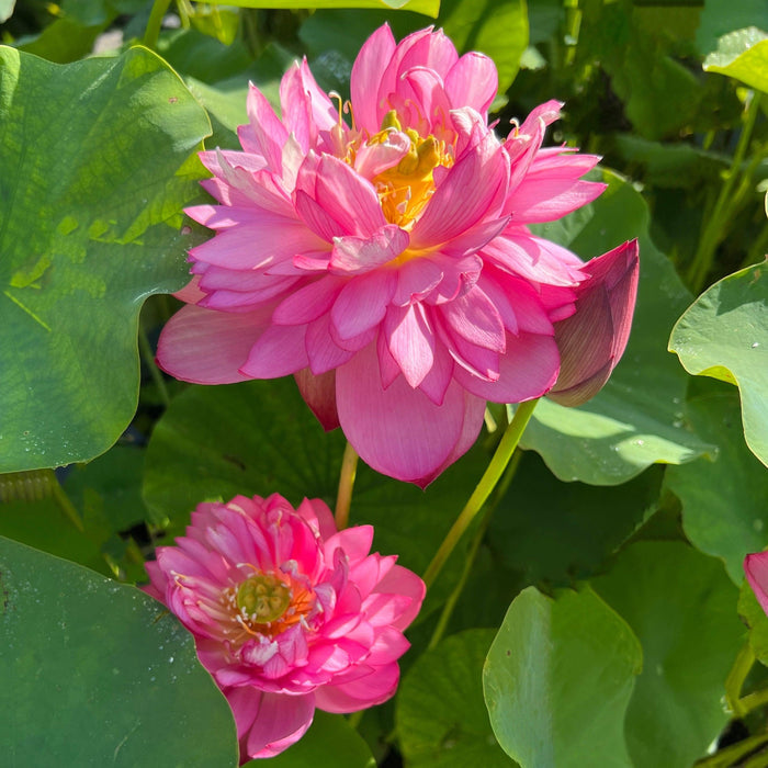 Titanic - Flower Power Lotus (Bare Root) - Play It Koi
