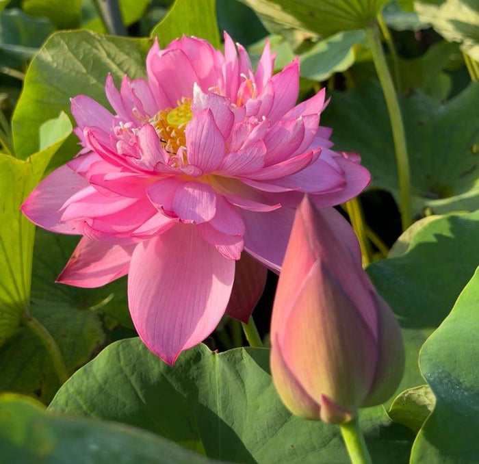 Titanic - Flower Power Lotus (Bare Root) - Play It Koi