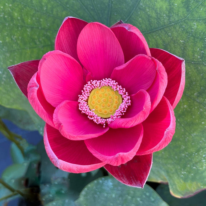 2024 Torch of Nanjing Lotus (Bare Root) - Play It Koi