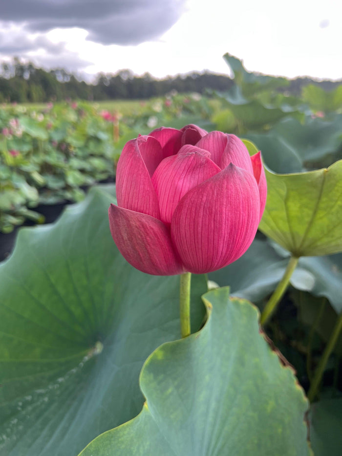 2024 Torch of Nanjing Lotus (Bare Root) - Play It Koi