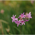Tulbaghia Violacea - Society Garlic (Bare Root) - Play It Koi