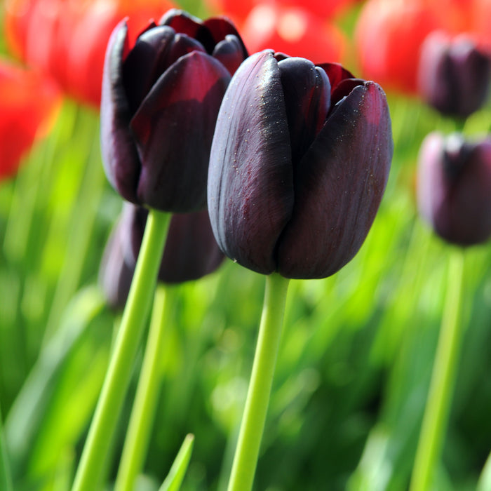 Deep, Dark "Queen of Night" Tulip