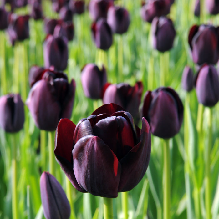 Gorgeous Maroon "Queen of Night" Tulips