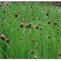 Typha Minima ‘Europa’ - Minature Cattail (Bare Root) - Play It Koi