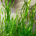 Vallisneria Americana - Corkscrew Vallisneria (Bare Root) - Play It Koi
