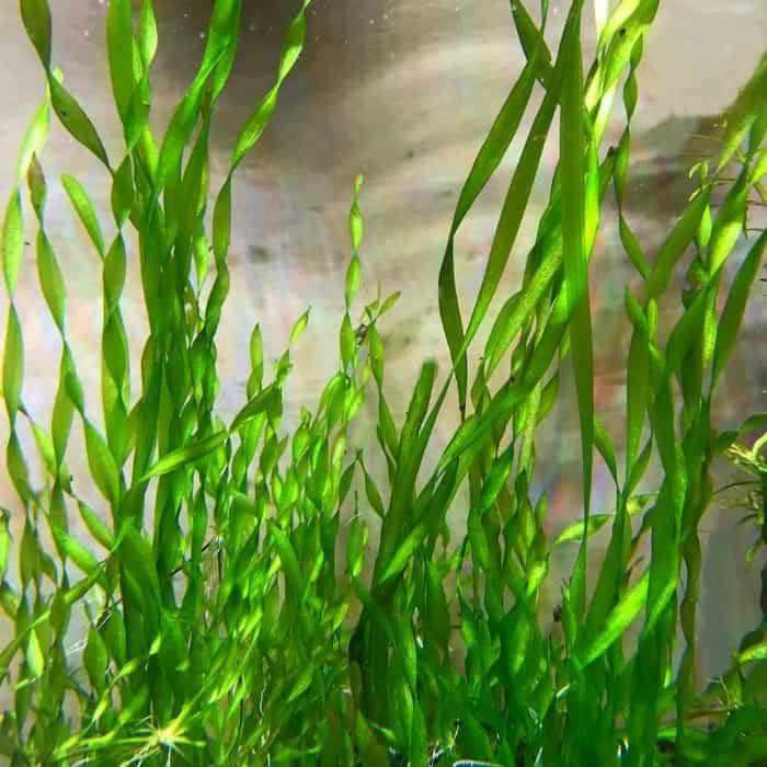 Vallisneria Americana - Corkscrew Vallisneria (Bare Root) - Play It Koi