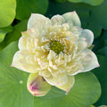 2024 Vermilion Lips Lotus (Bare Root) - Play It Koi