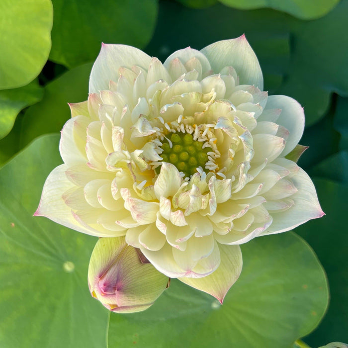 2024 Vermilion Lips Lotus (Bare Root) - Play It Koi
