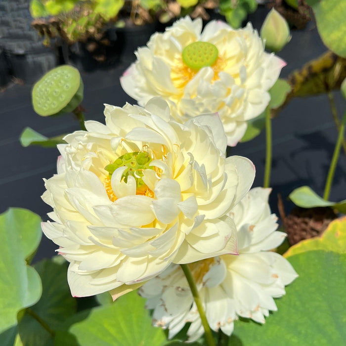 2024 Vermilion Lips Lotus (Bare Root) - Play It Koi