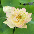 Watercolor Lotus (Bare Root) - Play It Koi