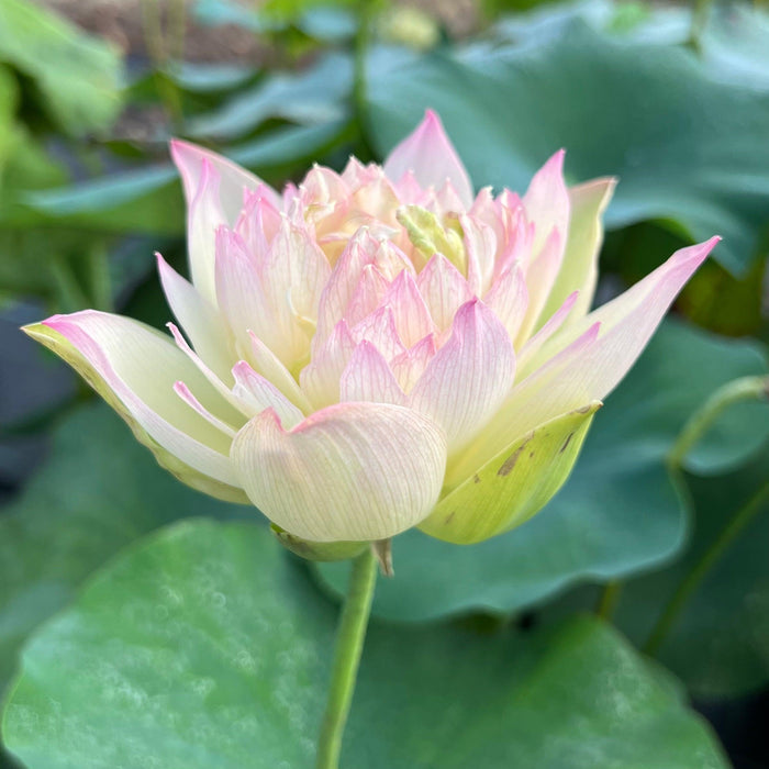 Watercolor Lotus (Bare Root) - Play It Koi