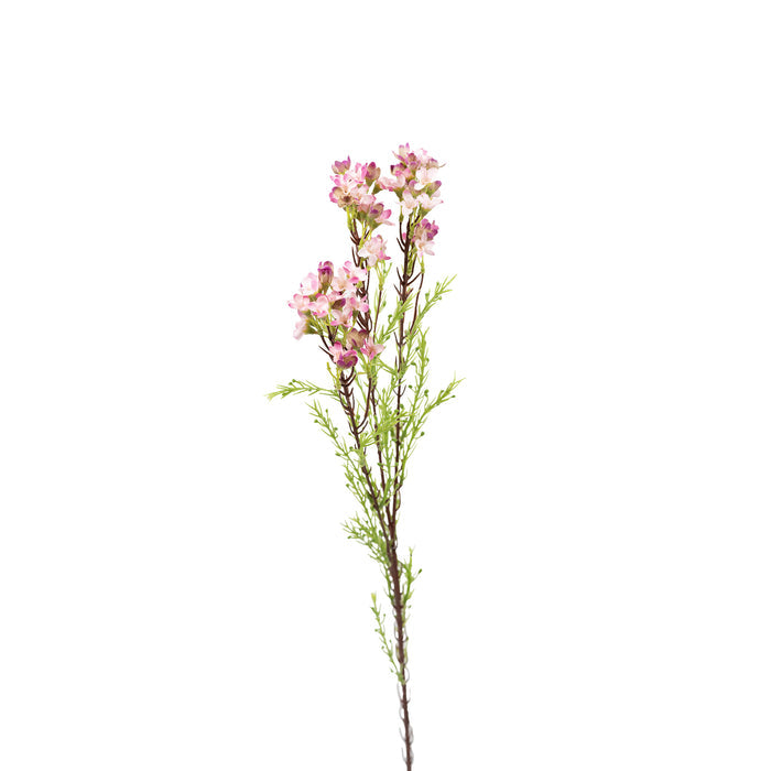 Wax Flower Pink - 80cm