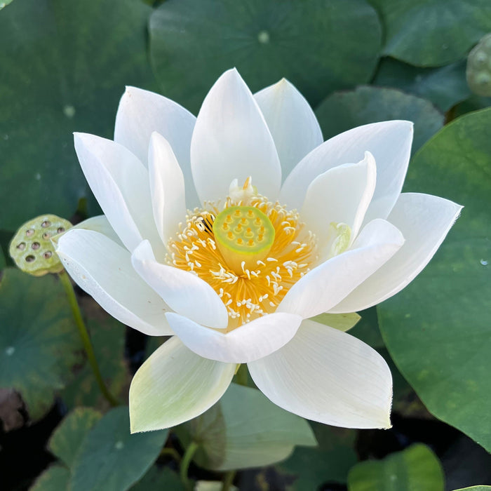 Wedding Dress Lotus (Bare Root)