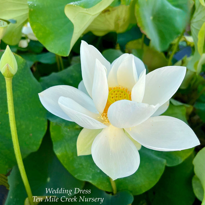 Wedding Dress Lotus (Bare Root)