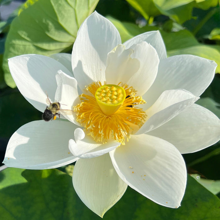 Wedding Dress Lotus (Bare Root)
