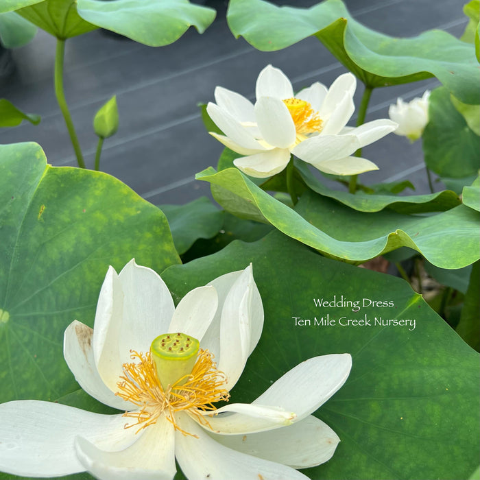 Wedding Dress Lotus (Bare Root)