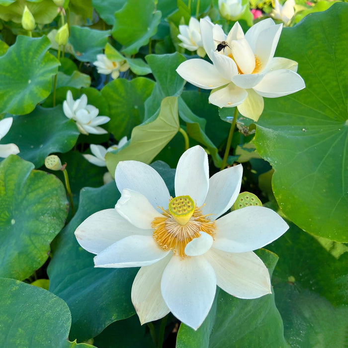 Wedding Dress Lotus (Bare Root)