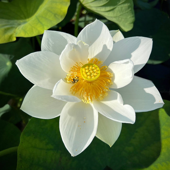 Wedding Dress Lotus (Bare Root)