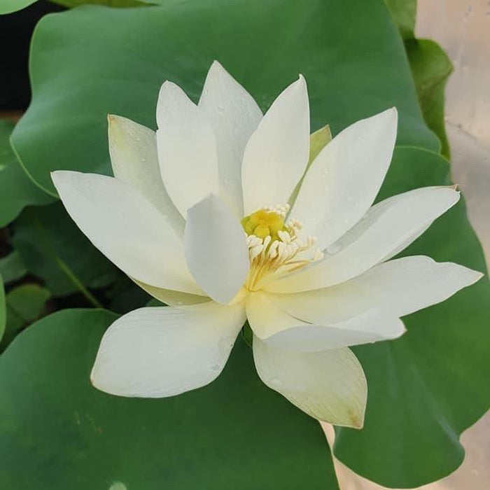 White Crane Lotus (Bare Root) - Play It Koi
