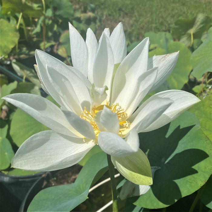 2022 White Dot Mini - Just inches tall! - Ten Mile Creek Nursery