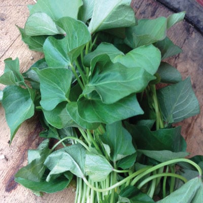 White Yam, Sweet Potato Slips