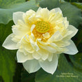Yellow Peony - World-wide Favorite! - Ten Mile Creek Nursery
