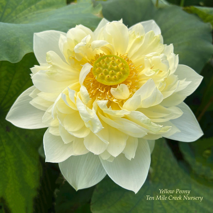 Yellow Peony - World-wide Favorite! - Ten Mile Creek Nursery